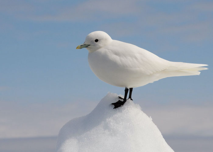 Gull on snow